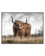 Framed Canvas 75x100 Highland Cattle