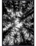 Poster 42x59,4 A2 The Treetops (TUB)